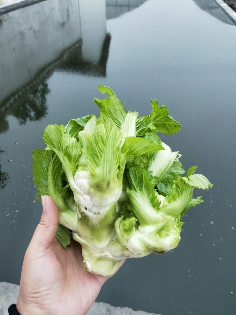 蔬菜/儿菜/根茎类/大小货