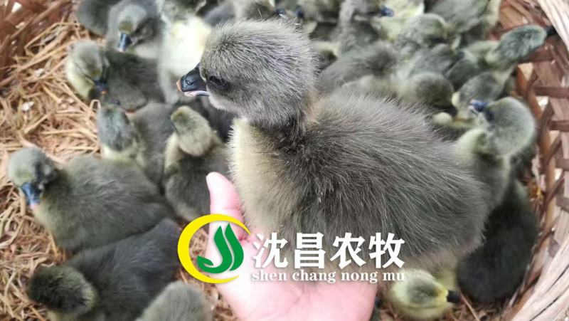 【黑狮头鹅苗】全年供应雷州优质正反季节鹅苗
