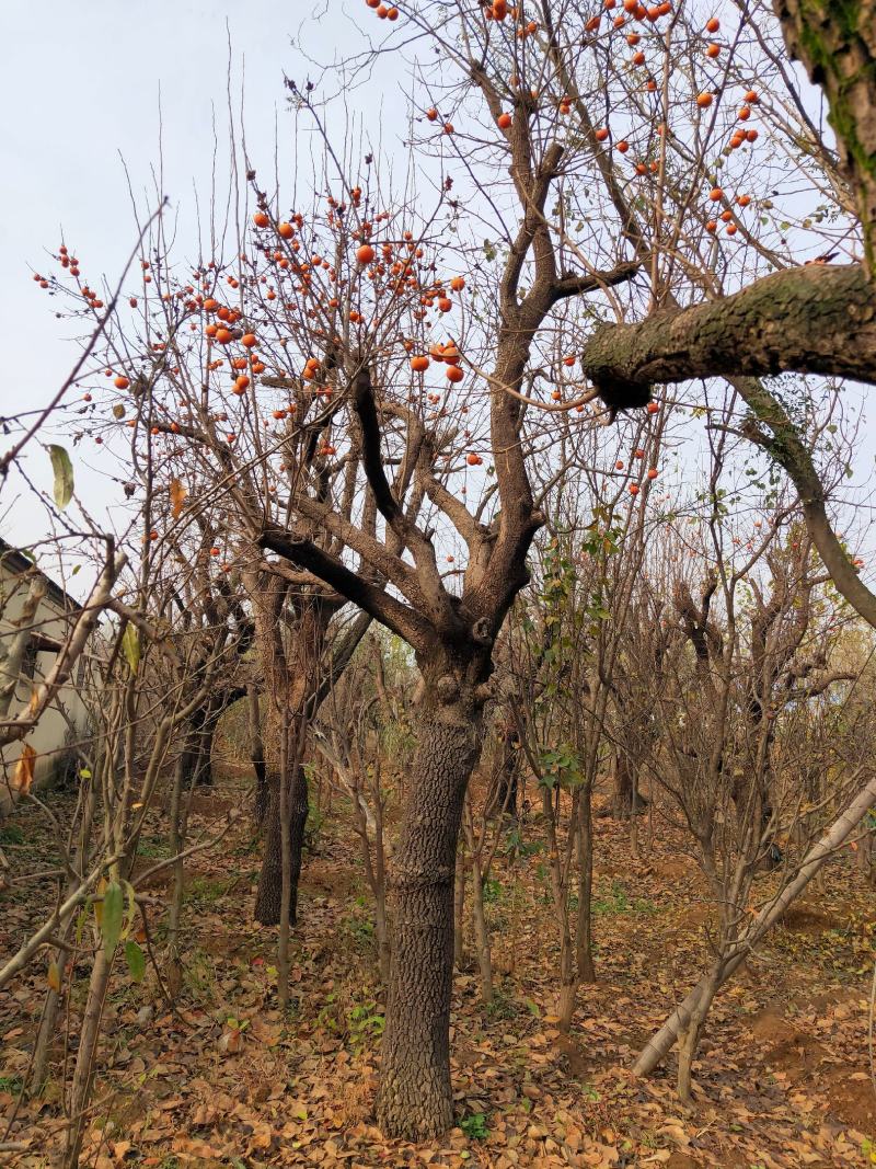 柿子树基地低价出售10-40公分柿子树，价格优惠。