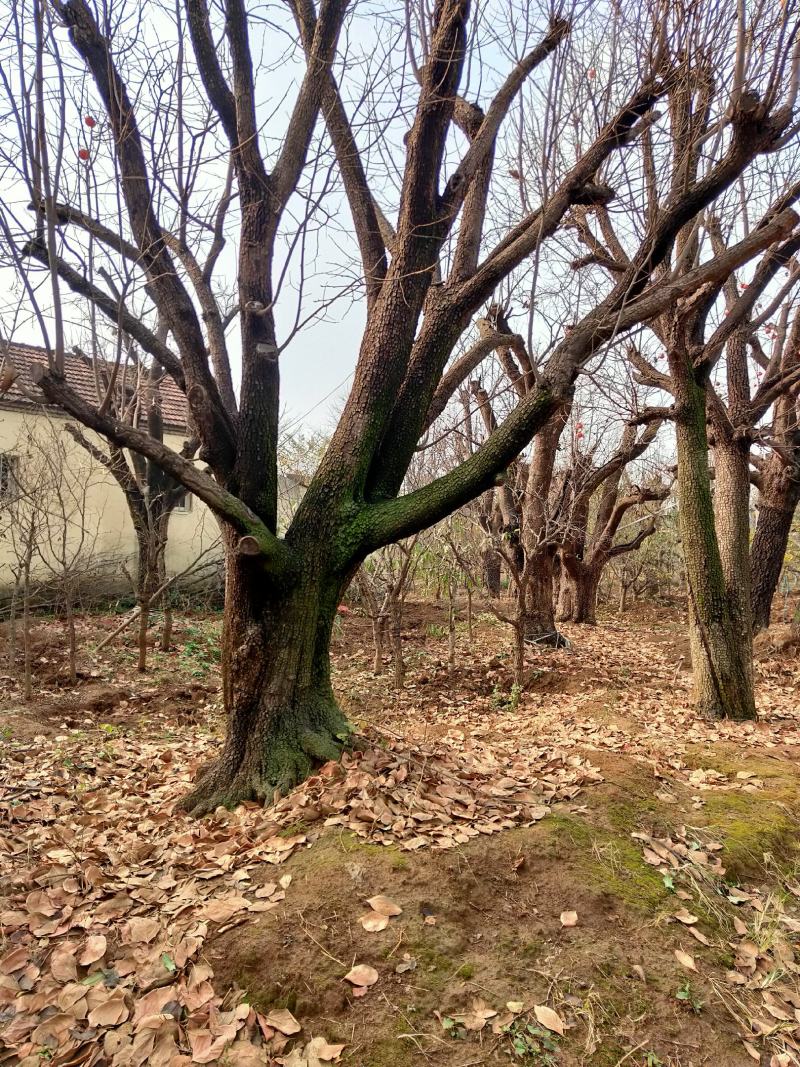 柿子树基地低价出售10-40公分柿子树，价格优惠。