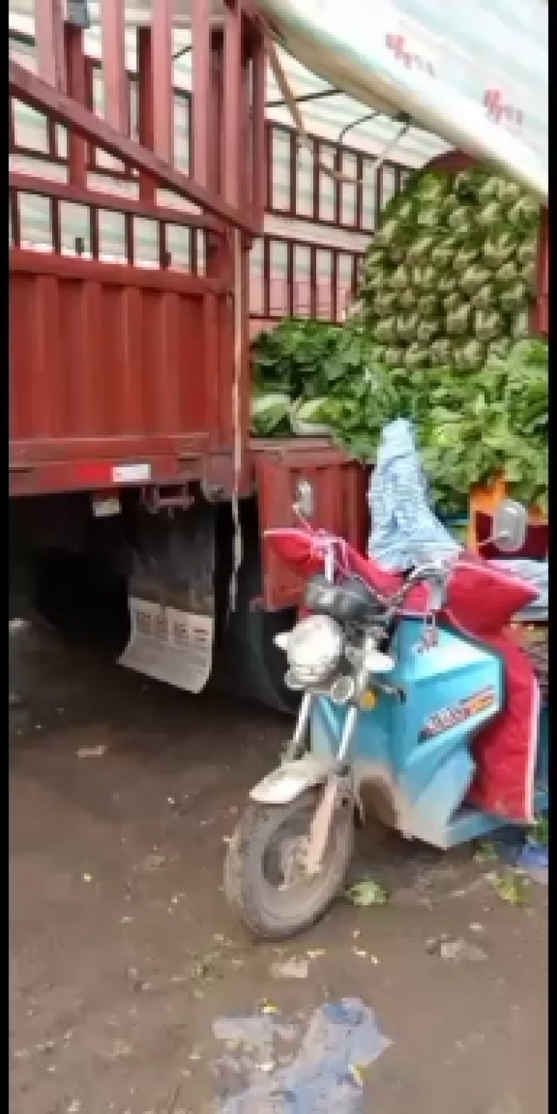 陆地白菜小棵大白菜净菜大量上市
