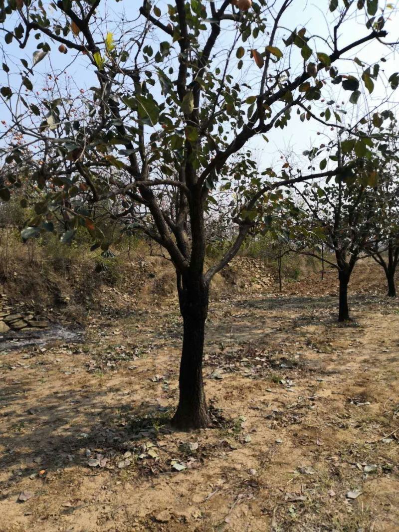 柿子树基地低价出售10-40公分柿子树，价格优惠。