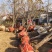 柿子树基地低价出售10-40公分柿子树，价格优惠。