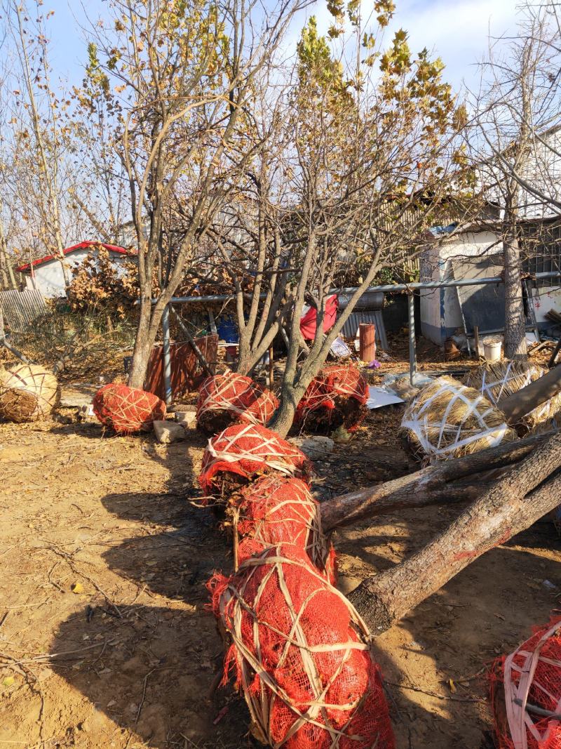 柿子树基地低价出售10-40公分柿子树，价格优惠。