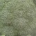 新野县诚信赢天下蔬菜专业社，为客户供应特绿“西兰花“优质