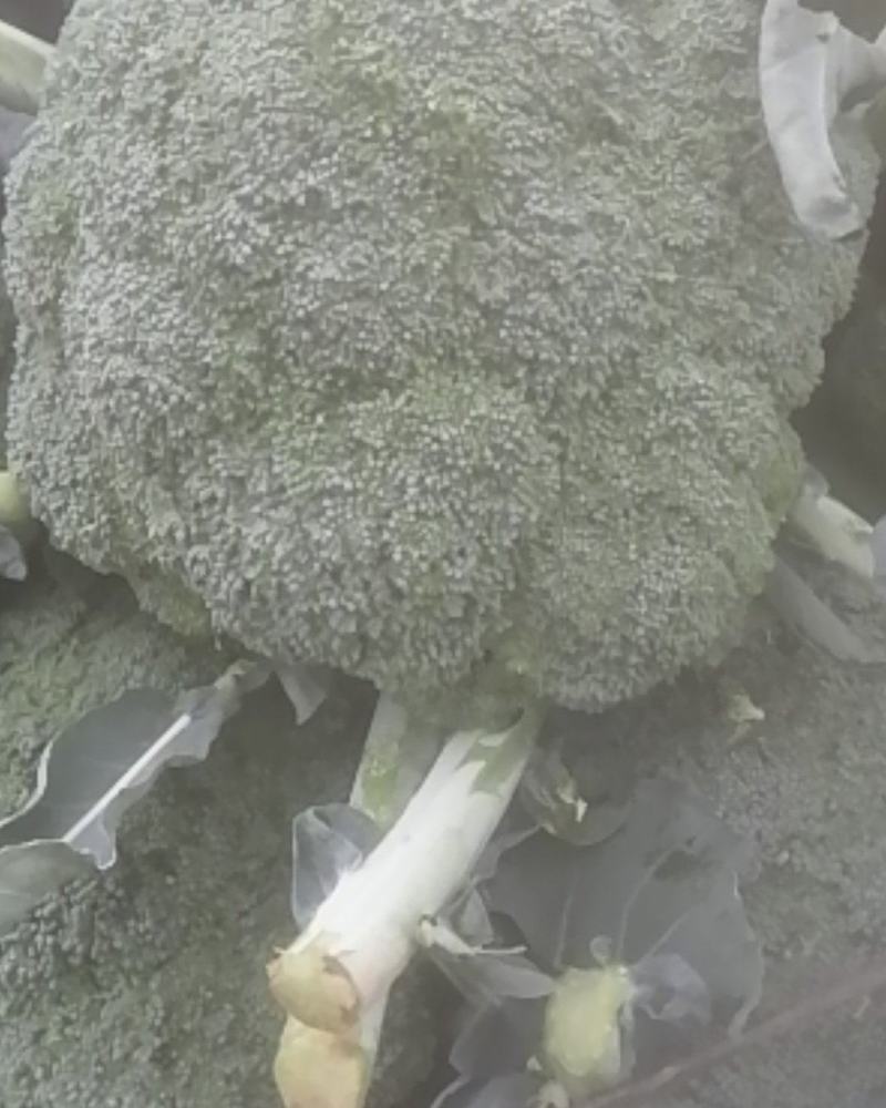 新野县诚信赢天下蔬菜专业社，为客户供应特绿“西兰花“优质