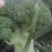 新野县诚信赢天下蔬菜专业社，为客户供应特绿“西兰花“优质