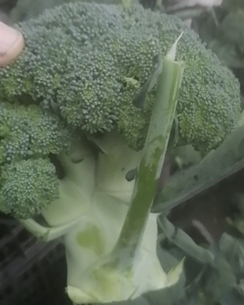 新野县诚信赢天下蔬菜专业社，为客户供应特绿“西兰花“优质