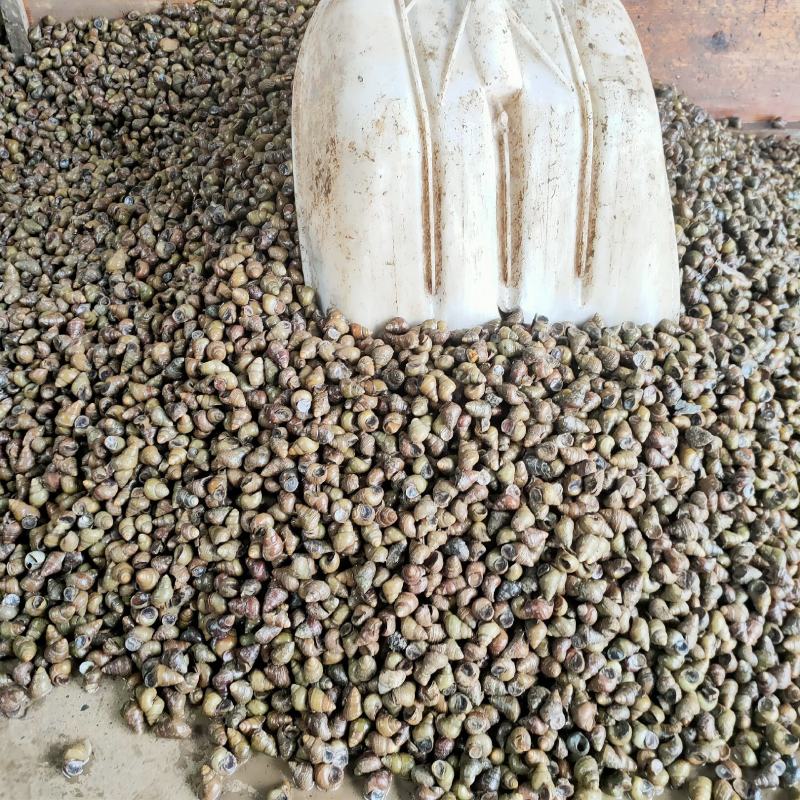 洪湖清水薄壳螺贝壳类食用螺蛳长期供应厚壳田螺