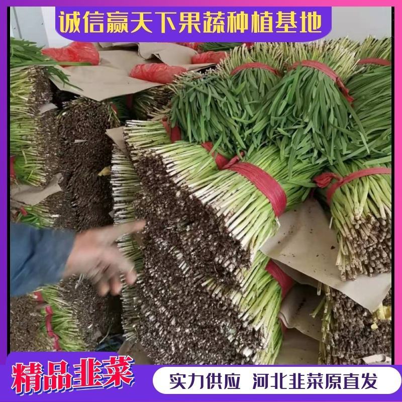 河北大叶韭菜一手货源量大从优诚信买卖欢迎来电洽谈
