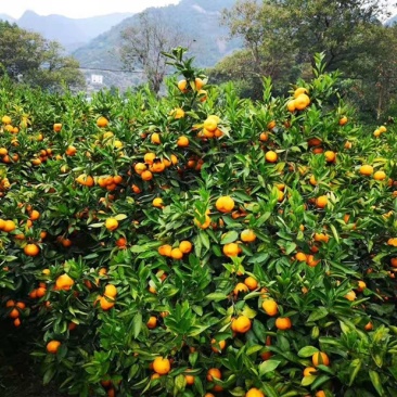 云南大理宾川高原默科特，颜色光泽亮丽口感脆甜