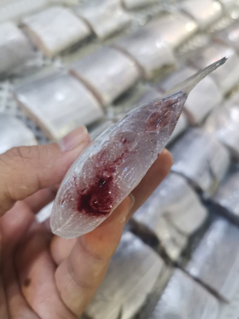 广东自有渔船海捕带鱼切断