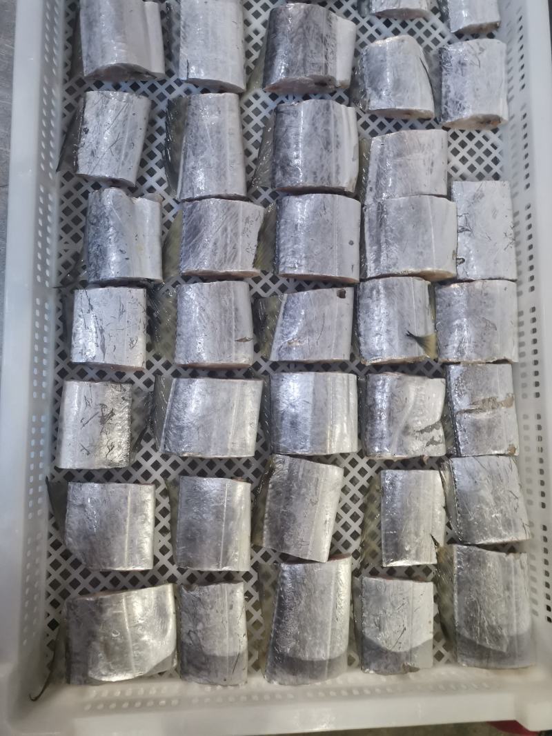 广东自有渔船海捕带鱼切断