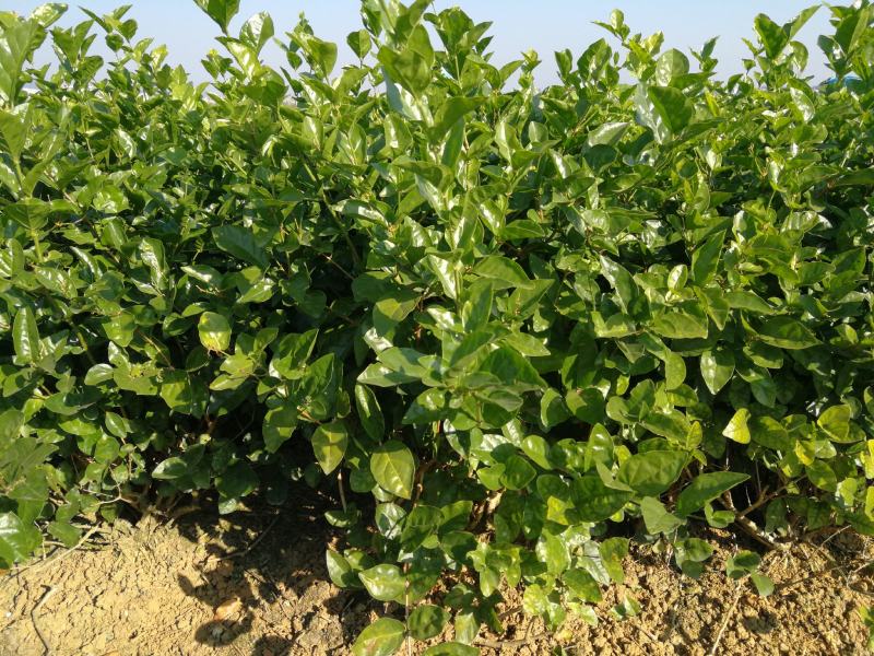 茉莉花苗、茉莉老桩、茉莉盆栽