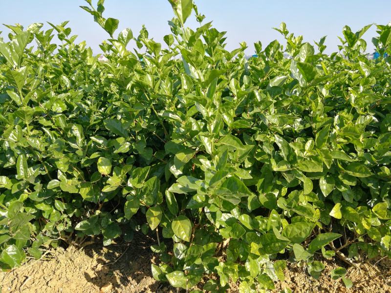 茉莉花苗、茉莉老桩、茉莉盆栽