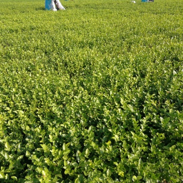 茉莉花苗、茉莉老桩、茉莉盆栽