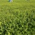 茉莉花苗、茉莉老桩、茉莉盆栽