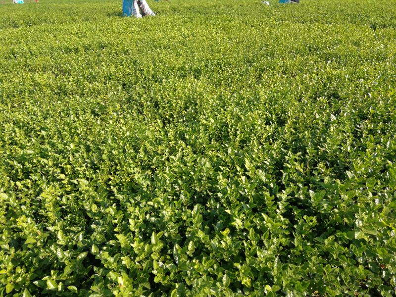 茉莉花苗、茉莉老桩、茉莉盆栽