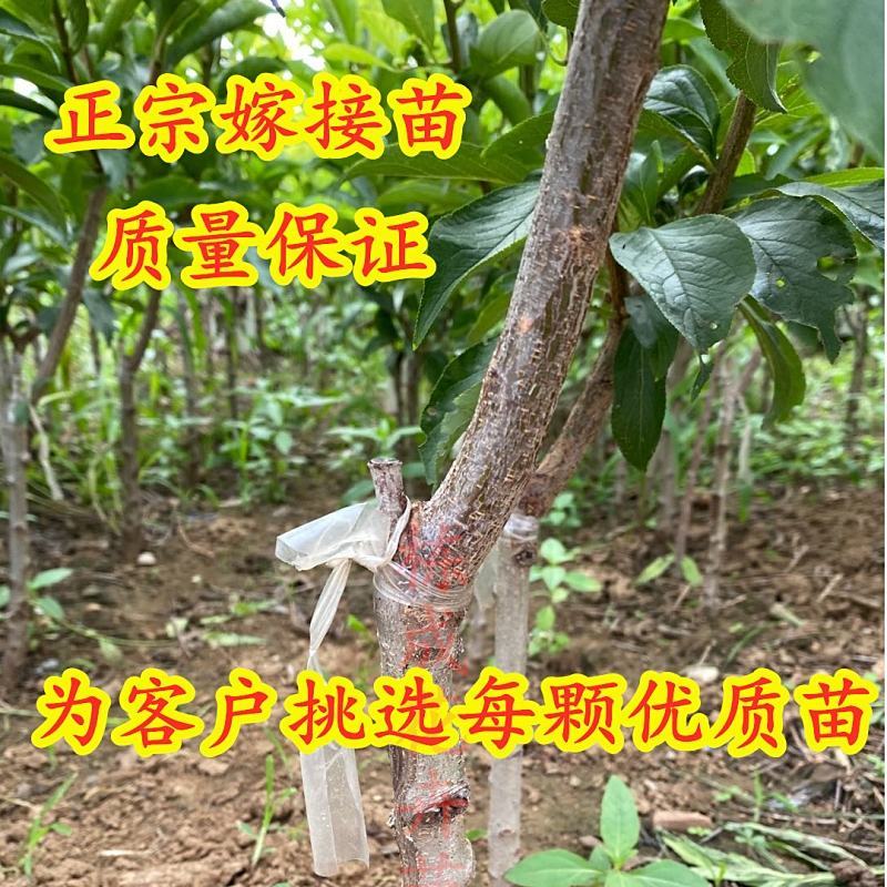 黄金奈李苗奈李苗李子树苗南北方种植死苗补发当年结果