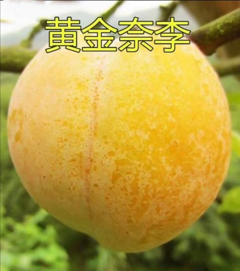 黄金奈李苗奈李苗李子树苗南北方种植死苗补发当年结果