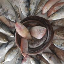 广东海捕海什鱼随机抽选多品种有大有小