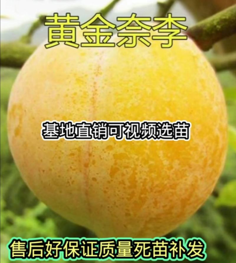 黄金奈李苗奈李苗李子树苗南北方种植死苗补发当年结果
