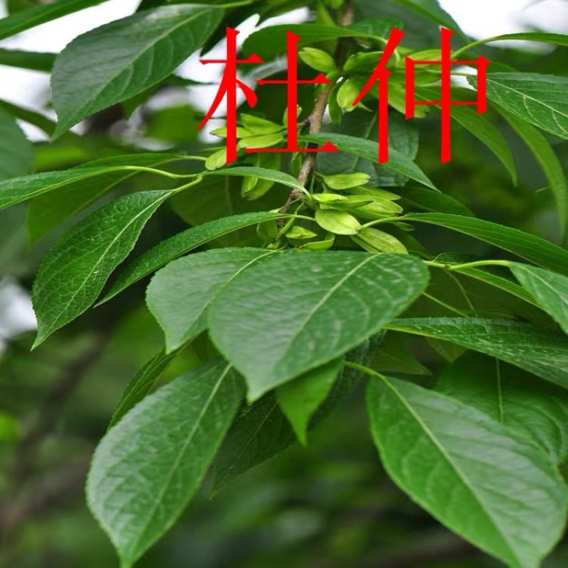杜仲树苗中药材苗木庭院盆杜种苗杜仲苗种子试种杜种树苗