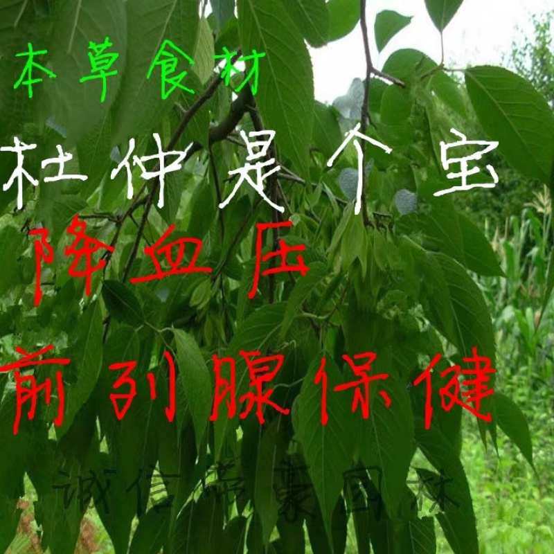 杜仲树苗中药材苗木庭院盆杜种苗杜仲苗种子试种杜种树苗