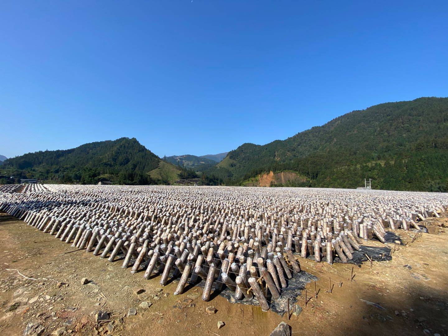 黑珍柱林下栽培场景