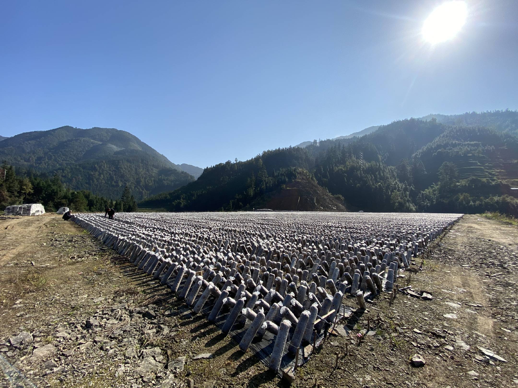 武夷山椴木白木耳种植基地航拍图