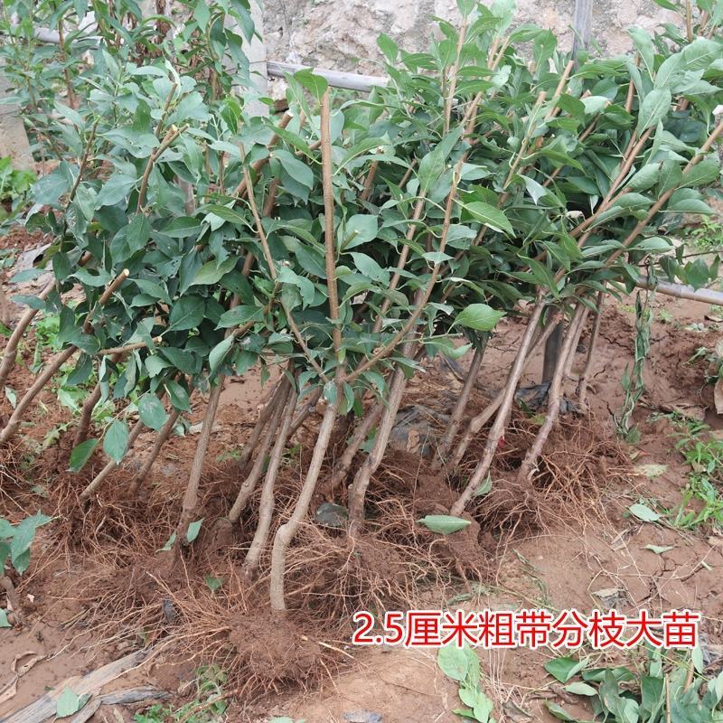 黄金奈李苗奈李苗李子树苗南北方种植死苗补发当年结果