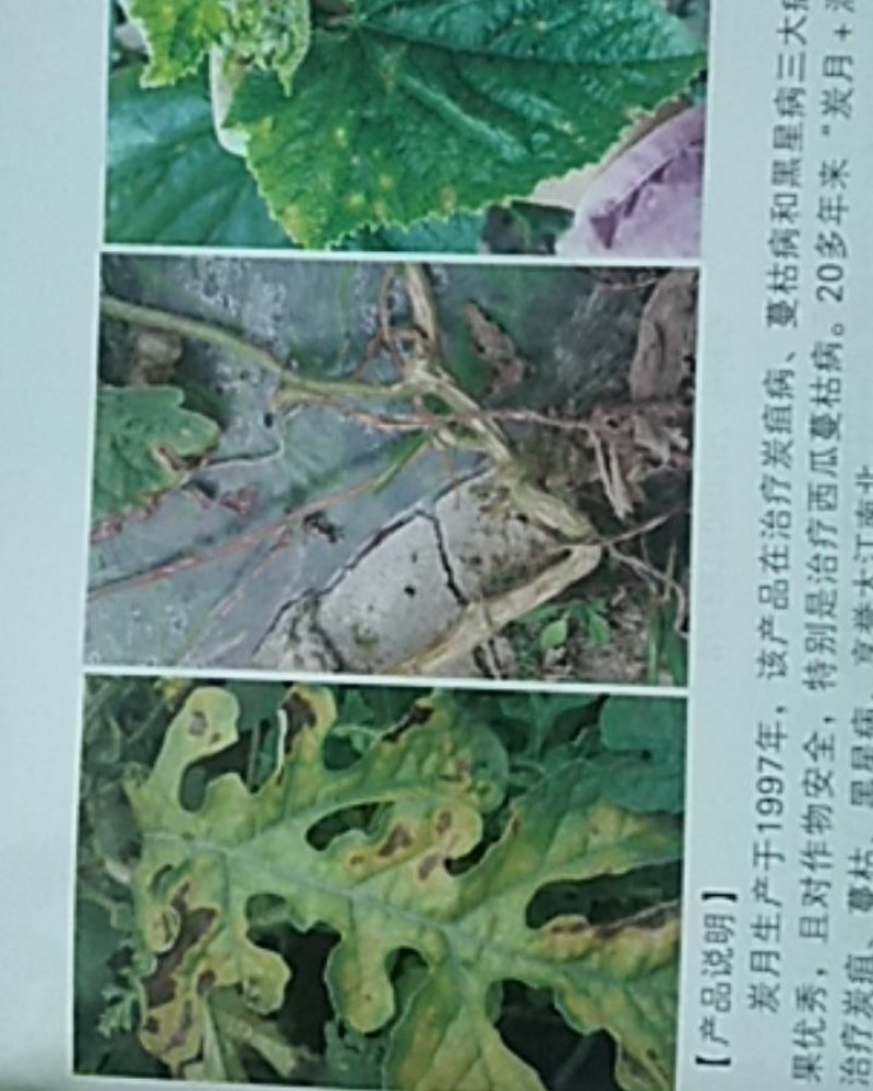 炭月对炭疽，蔓枯病和黑星病锈病褐斑病特别有效一遍控制。