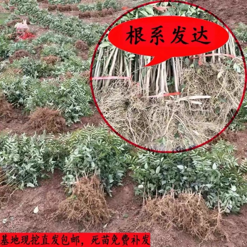 花椒苗树大红袍花椒树小苗无刺花椒四川藤椒盆栽地栽