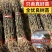 花椒苗树大红袍花椒树小苗无刺花椒四川藤椒盆栽地栽