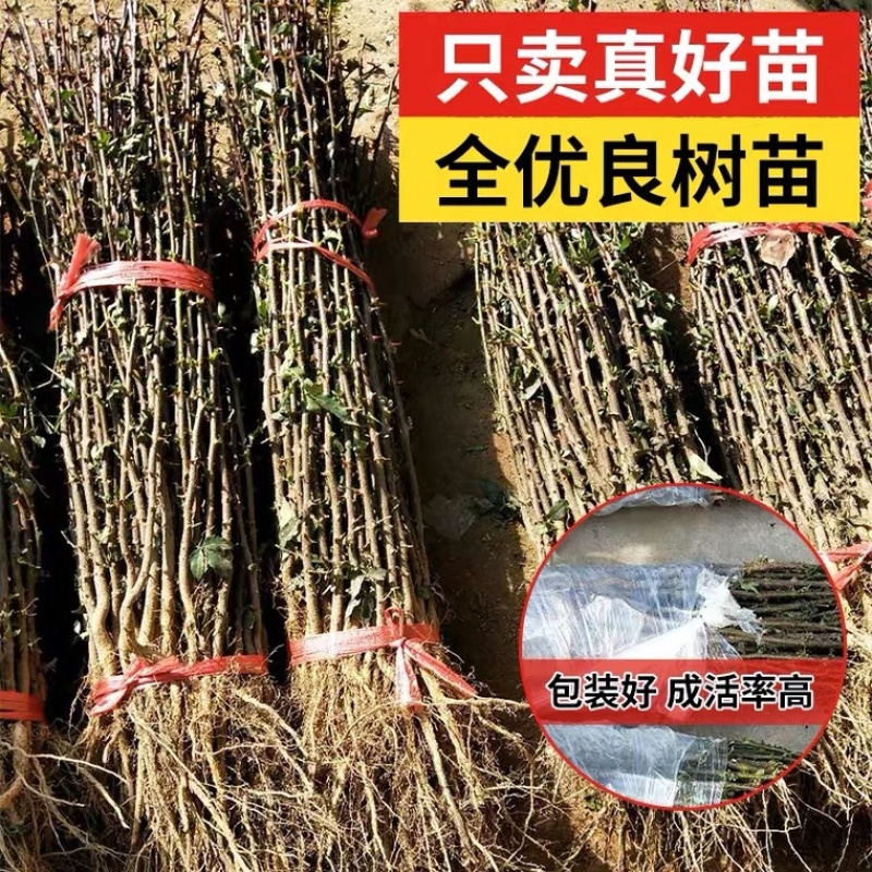 花椒苗树大红袍花椒树小苗无刺花椒四川藤椒盆栽地栽