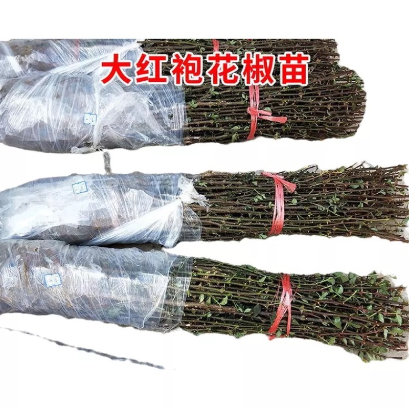 花椒苗树大红袍花椒树小苗无刺花椒四川藤椒盆栽地栽