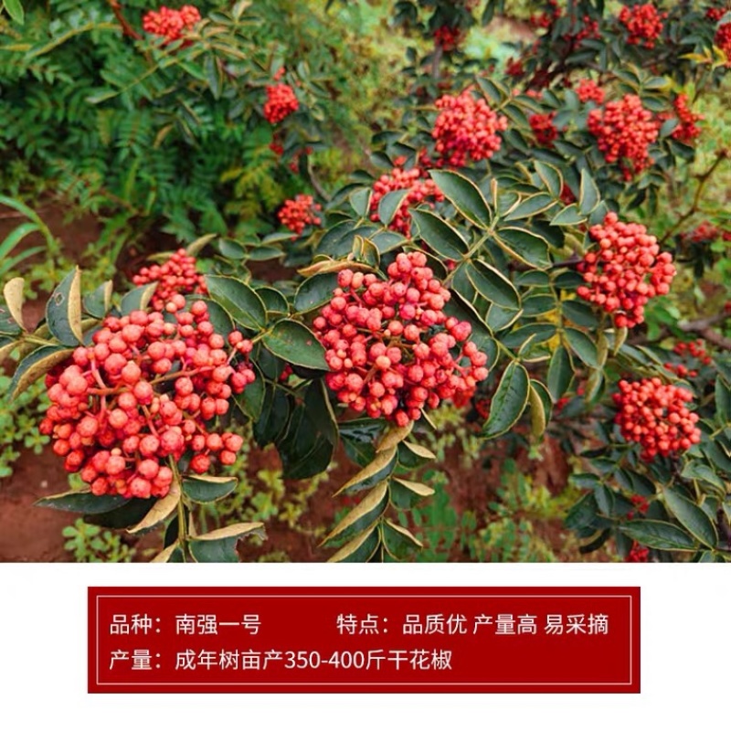 花椒苗树大红袍花椒树小苗无刺花椒四川藤椒盆栽地栽