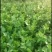 芹菜大量供应欢迎光临