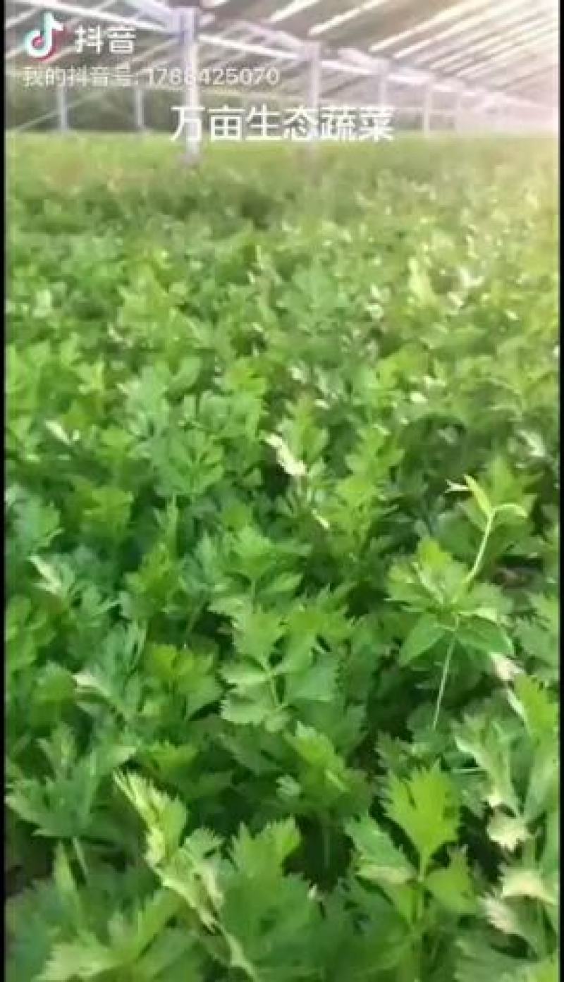 芹菜大量供应欢迎光临