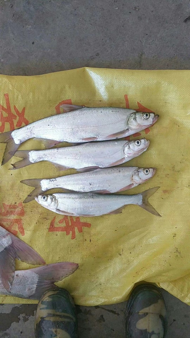 风干鱼各类风干鱼大小规格风干鱼，可平台交易