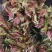 红油香椿苗树南方北方种植香椿树苗食用红芽香椿芽盆栽地栽