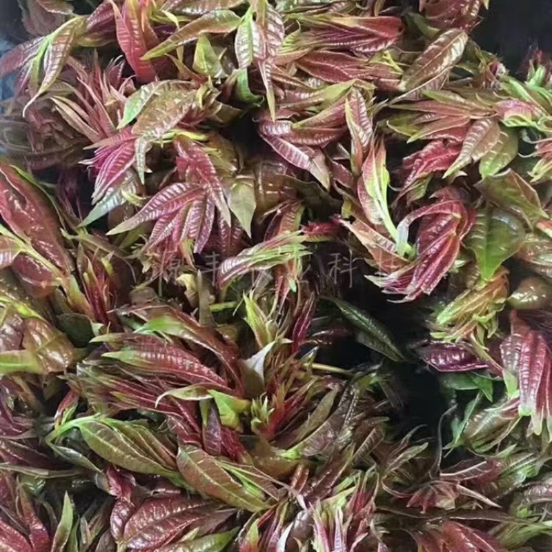 红油香椿苗树南方北方种植香椿树苗食用红芽香椿芽盆栽地栽