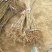 红油香椿苗树南方北方种植香椿树苗食用红芽香椿芽盆栽地栽