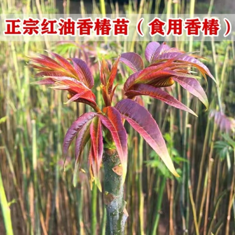 红油香椿苗树南方北方种植香椿树苗食用红芽香椿芽盆栽地栽