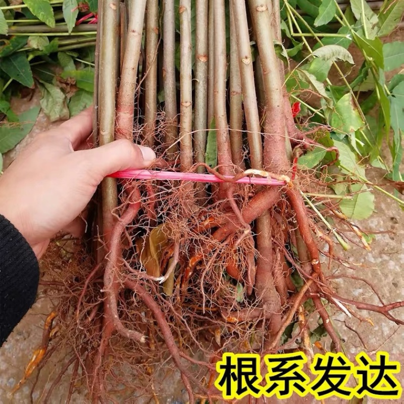 红油香椿苗树南方北方种植香椿树苗食用红芽香椿芽盆栽地栽