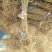 红油香椿苗树南方北方种植香椿树苗食用红芽香椿芽盆栽地栽