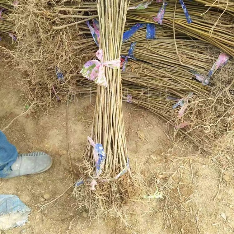 红油香椿苗树南方北方种植香椿树苗食用红芽香椿芽盆栽地栽