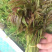 红油香椿苗树南方北方种植香椿树苗食用红芽香椿芽盆栽地栽