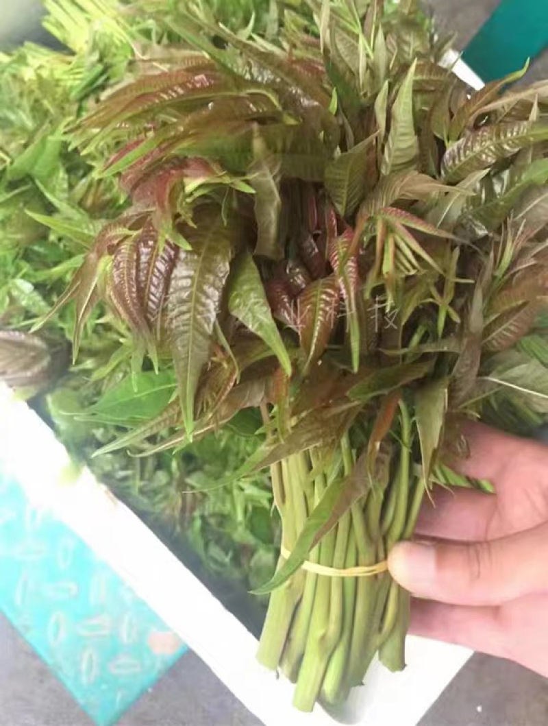 红油香椿苗树南方北方种植香椿树苗食用红芽香椿芽盆栽地栽