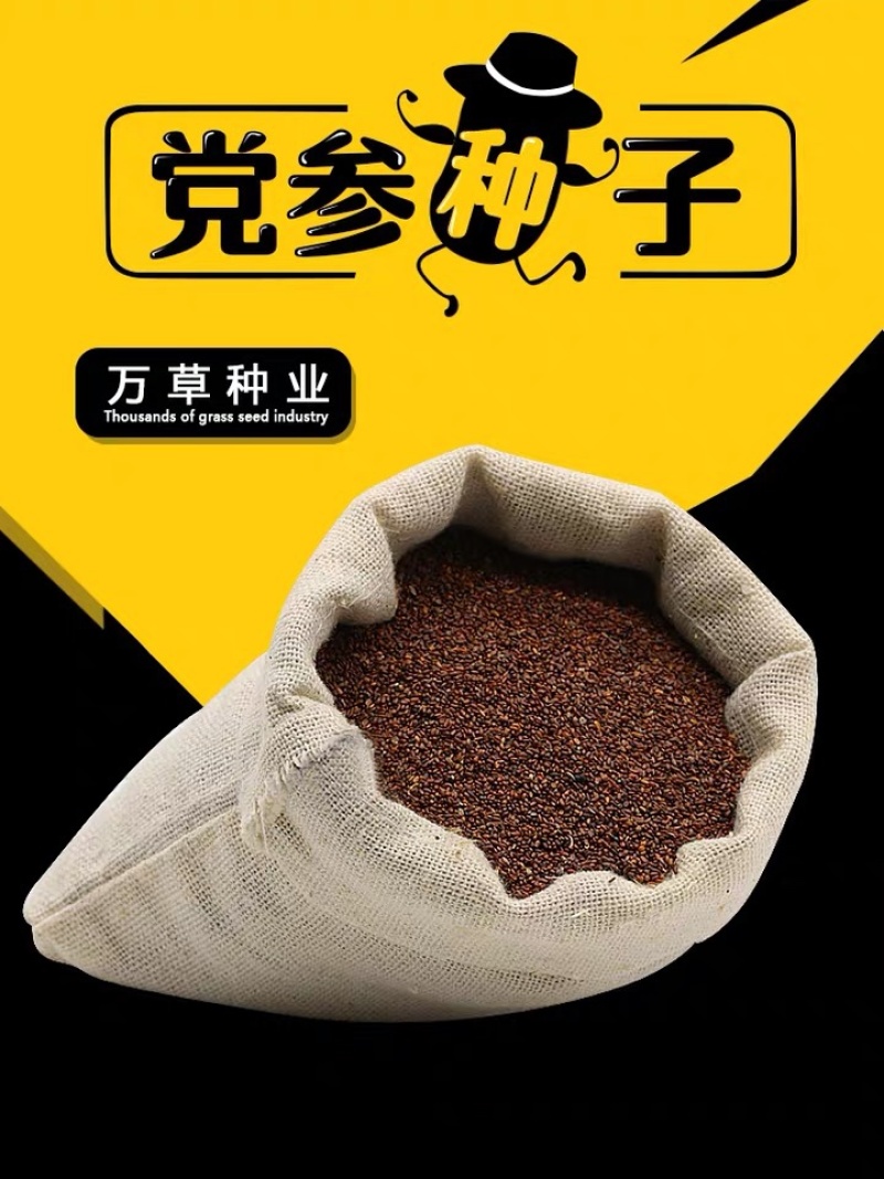 湖北恩施正宗板党种子党参种子当年新种子出芽率高